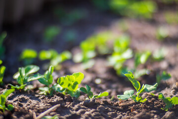 Peas crops planted in soil get ripe under sun. Cultivated land close up with sprout. Agriculture plant growing in bed row. Green natural food crop
