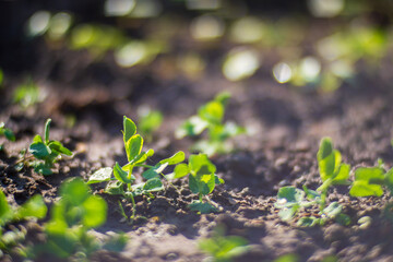 Peas crops planted in soil get ripe under sun. Cultivated land close up with sprout. Agriculture plant growing in bed row. Green natural food crop