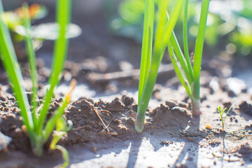Onion crops planted in soil get ripe under sun. Cultivated land close up with sprout. Agriculture plant growing in bed row. Green natural food crop