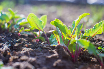 Crops planted in soil get ripe under sun. Cultivated land close up with sprout. Agriculture plant growing in bed row. Green natural food crop
