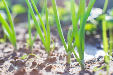 Onion crops planted in soil get ripe under sun. Cultivated land close up with sprout. Agriculture plant growing in bed row. Green natural food crop