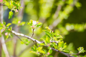 Blooming tree branches with white flowers. Beautiful landscape with selective focus and blurred background for nature-themed design and projects