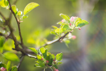 Blooming tree branches with white flowers. Beautiful landscape with selective focus and blurred background for nature-themed design and projects