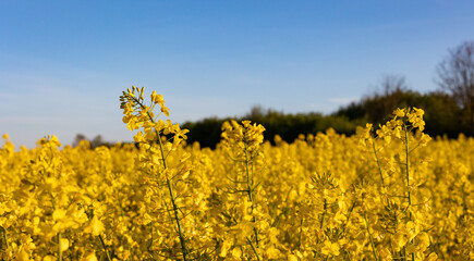 Obraz premium Canola blossoms. Oilseed rape filed during spring. Close-up yellow canola flowers on the field. Blue sky, day light, beatiful landscape, agriculture.