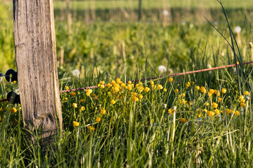 Mayflowers on the meadow. Some yellow mayflowers next to electric wire fence on the meadow.  Lawn,...