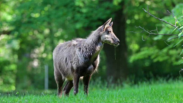 Apennine chamois, Rupicapra pyrenaica ornata, is living in the Abruzzo-Lazio-Molise National Park in Italy and the Pyrenees in Spain