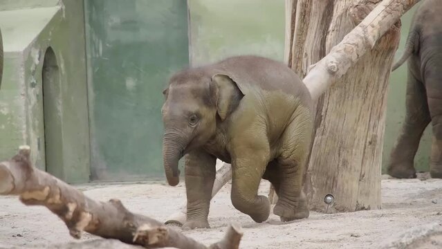 Little Asian or Asiatic elephant, Elephas maximus is the only living species of the genus Elephas and is distributed in Southeast Asia from India and Nepal in the west to Borneo in the east.