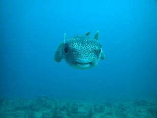Fototapeta premium A porcupine fish looking at the camera, photographed from the front with a blue sea as background.