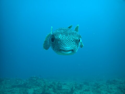 A porcupine fish looking at the camera, photographed from the front with a blue sea as background.