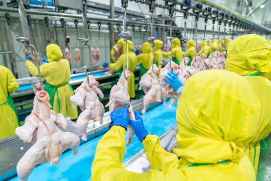 Worker use knife cutting raw chicken hang on chain conveyor.