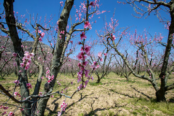 Izmir - Selcuk Peach trees blooming in the garden