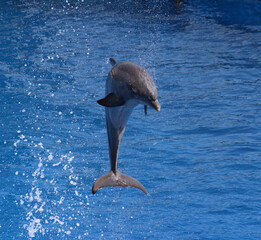 Saut de dauphin