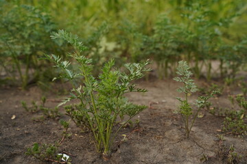 Carrot leaves on the field close-up, selective focus.