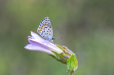 Bavius Blue butterfly (Rubrapterus bavius) on flower