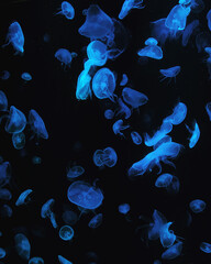 jellyfish aquarium