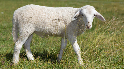 Katahdin sheep lamb on a field of tall grass