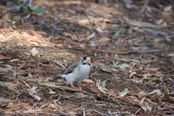 Noisy Miner (Manorina melanocephala), Casey Fields, Cranbourne, Melbourne, Victoria, Australia.