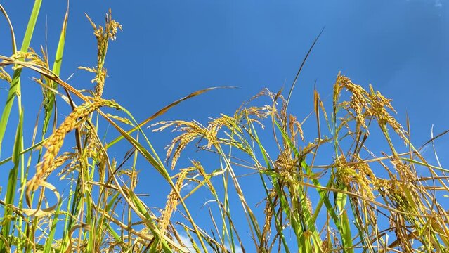 Close Up Shot of Paddy Crops Moving in a Light Wind under a Blue Sky (UHD)