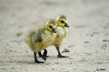 Zwei Küken der Kanada Gans laufen gemeinsam über einen Weg