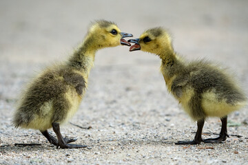 Zwei Küken der Kanada Gans stehen sich mit offenem Schnabel gegenüber