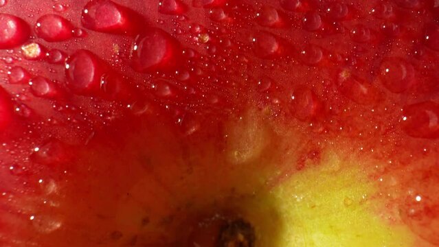 This macro video showcases the intricate beauty of water droplets delicately resting upon the surface of a vibrant red apple. Shot using a high-quality probe lens, this stock footage captures. 4K
