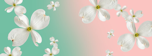 Fototapeta na wymiar Beautiful soaring white dogwood flowers on a pink turquoise gradient background. Blur and selective focus. Template for advertising and sale of cosmetic products