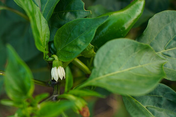 Flower of pepper and juicy green leaves, selective focus.