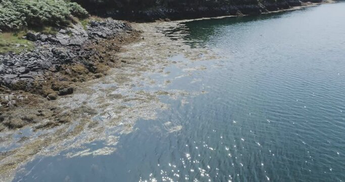 Drone shot of seals feeding amongst the kelp in the sea in north scotland sea inside the coastline mountain terrain