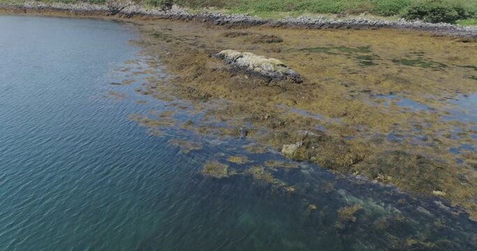 Push in drone shot of seals feeding amongst the kelp in the sea in inside the coastline mountain terrain of scotland