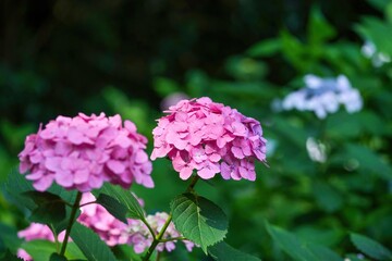 ひっそりと咲く鮮やかなピンクのアジサイの花