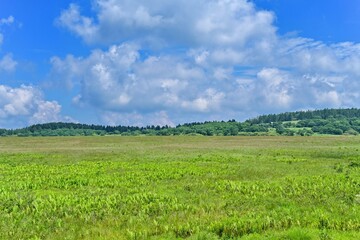 Fototapeta na wymiar 青空バックに見る夏の八島ヶ原湿原の情景