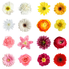 Set of different beautiful flowers on white background