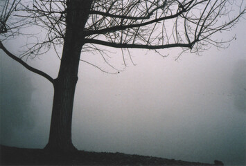 Tree Silhouette on the Lake in a Winter Morning. Milano, Italy. Film Photography