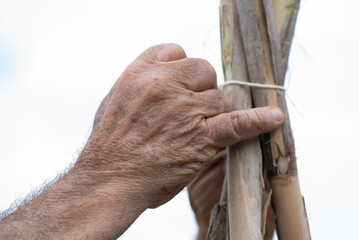 Obraz premium detail of a man's hands tying reeds with cotton thread to guide the tomato plants in a small vegetable garden, rustic hands of the work in the fields.