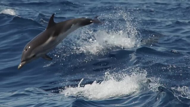 striped dolphins jumping outside the sea slow motion footage