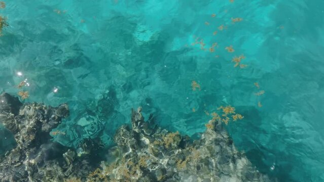 Aerial top down of corals and plants in crystal Clear of Caribbean Sea at sunny day - playa bla ca, punta cana