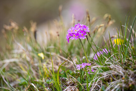 Primula farinosa or the bird's-eye primrose pink flowers in the swiss alps