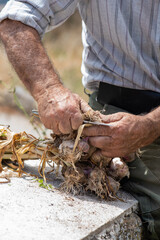 Obraz premium man in his eighties cleaning garlic on a wall to tie it up and hang it to dry. older man in the countryside doing garden work for food