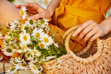 wicker basket full of daisies in the hands of a woman
