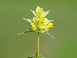 Yellow flower of Yellow rattle plant on a meadow, Rhinanthus 