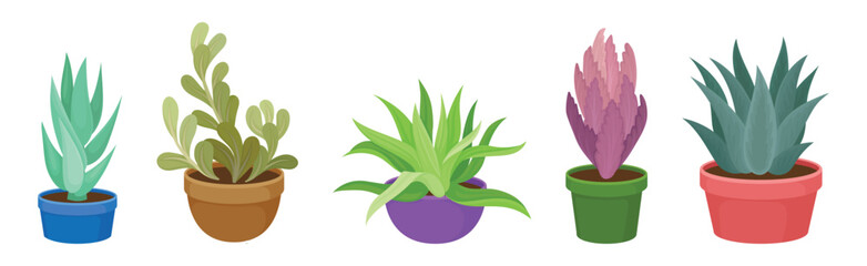 Succulent Plant with Thickened Fleshy Leaves Rested in Flowerpot Vector Set