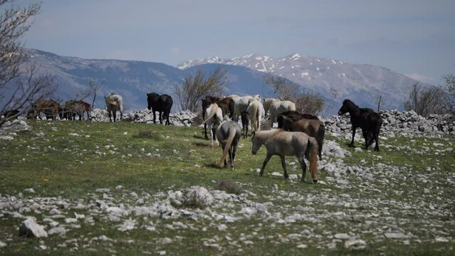 ein wildes und freies Leben f&uuml;r diese Wildpferde in der Herzegowina in den Bergen der Region Bile - a wild and free life for these wild horses in Herzegovina in the mountains of the Bile region