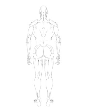 Human body anatomy male man contour , muscular system of muscles . Flat medical scheme poster of training healthcare gym outline, vector illustration. Male body muscular system sketch drawing..