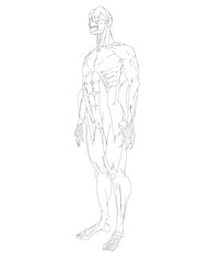 Human body anatomy male man contour , muscular system of muscles . Flat medical scheme poster of training healthcare gym outline, vector illustration. Male body muscular system sketch drawing..