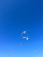 Free seagulls flying in the blue sky