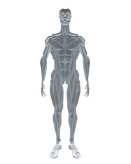 Obraz premium Human anatomy. Male body muscular system model. Anatomy of male muscular system - posterior and anterior view - full body. Polygonal body of man. 3D. Vector illustration.