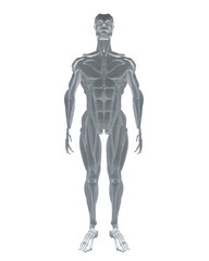 Human anatomy. Male body muscular system model. Anatomy of male muscular system - posterior and anterior view - full body. Polygonal body of man. 3D. Vector illustration.
