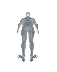 Human anatomy. Male body muscular system model. Anatomy of male muscular system - posterior and anterior view - full body. Polygonal body of man. 3D. Vector illustration.