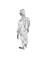 Obraz premium Human body anatomy male man wireframe , muscular system of muscles . Flat medical scheme poster of training healthcare gym wireframe, vector illustration. Male body muscular system sketch drawing. 3D.