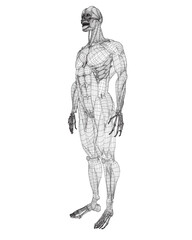 Fototapeta premium Human body anatomy male man wireframe , muscular system of muscles . Flat medical scheme poster of training healthcare gym wireframe, vector illustration. Male body muscular system sketch drawing. 3D.